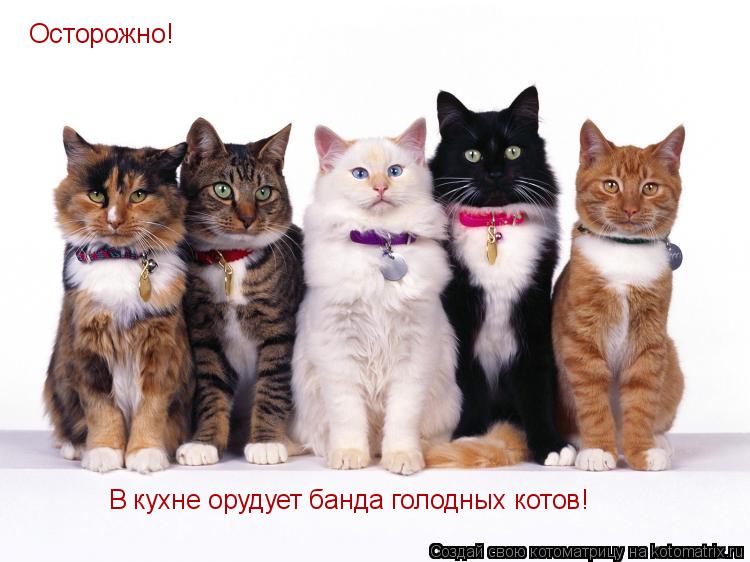 Осторожно! В кухне орудует банда голодных котов!... Котоматрица: Осторожно! В кухне орудует банда голодных котов!