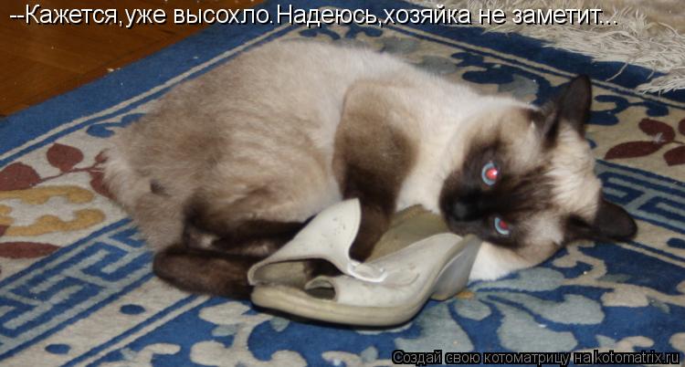 --Кажется,уже высохло.Надеюсь,хозяйка не заметит...... Котоматрица: --Кажется,уже высохло.Надеюсь,хозяйка не заметит...
