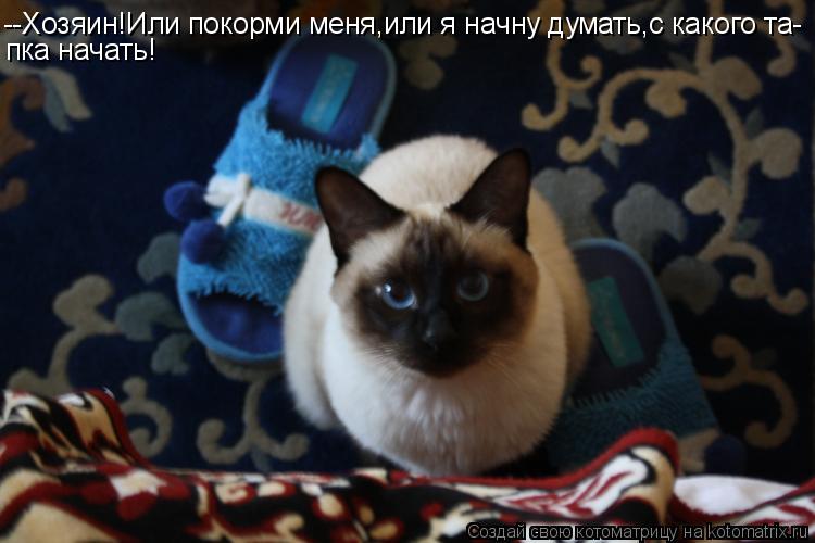 --Хозяин!Или покорми меня,или я начну думать,с какого та- пка начать!... Котоматрица: --Хозяин!Или покорми меня,или я начну думать,с какого та- пка начать!