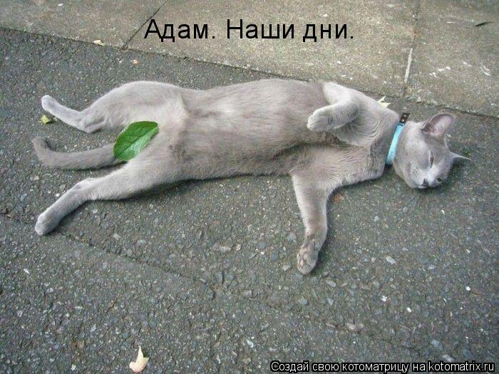 Адам. Наши дни.... Котоматрица: Адам. Наши дни.
