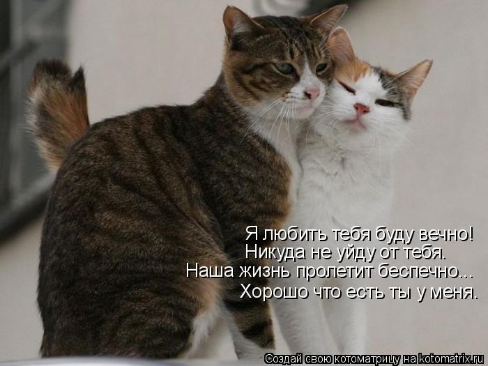 Я любить тебя буду вечно! Никуда не уйду от тебя. Наша жизнь пролетит беспечно... Хорошо что есть ты ... Котоматрица: Я любить тебя буду вечно! Никуда не уйду от тебя. Наша жизнь пролетит беспечно... Хорошо что есть ты у меня.