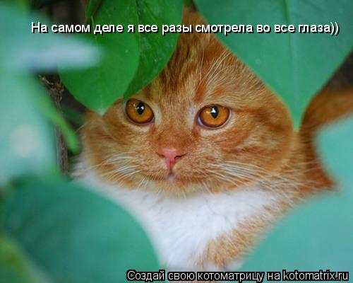 На самом деле я все разы смотрела во все глаза))... Котоматрица: На самом деле я все разы смотрела во все глаза))