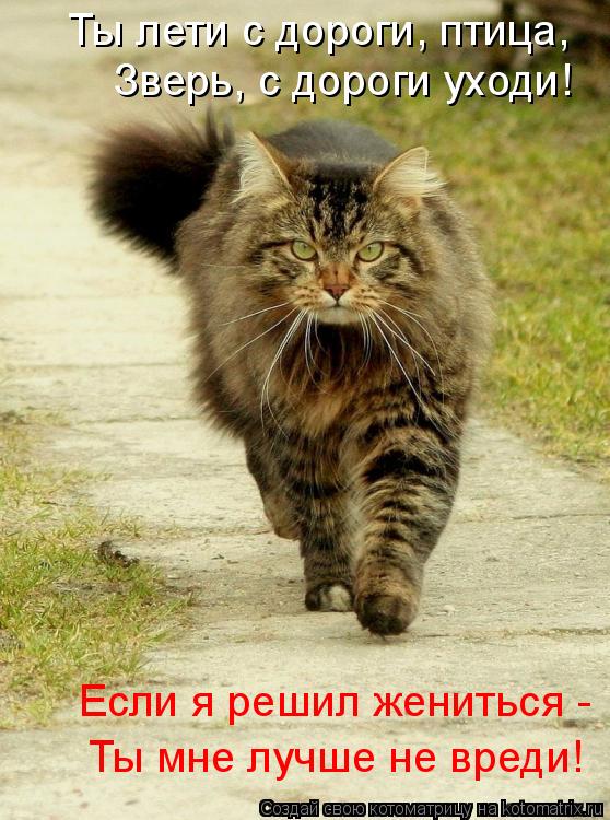 Ты лети с дороги, птица, Зверь, с дороги уходи! Если я решил жениться - Ты мне лучше не вреди!... Котоматрица: Ты лети с дороги, птица, Зверь, с дороги уходи! Если я решил жениться - Ты мне лучше не вреди!