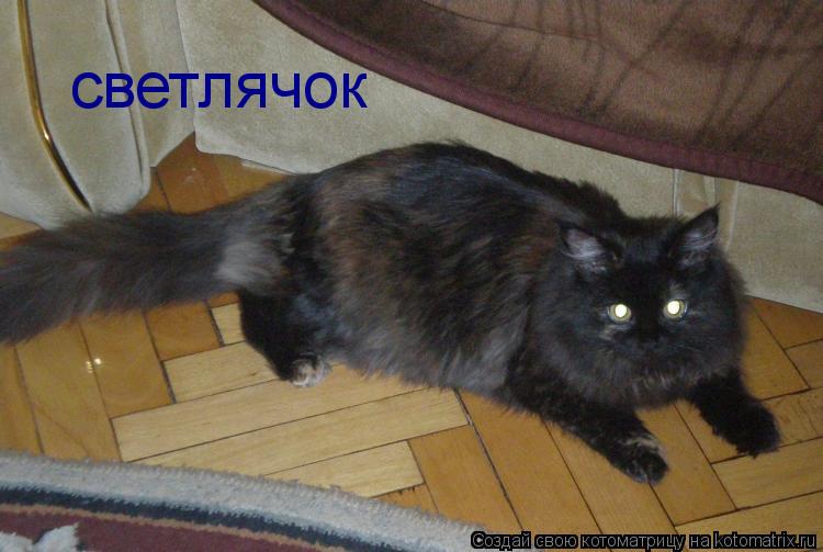 светлячок... Котоматрица: светлячок