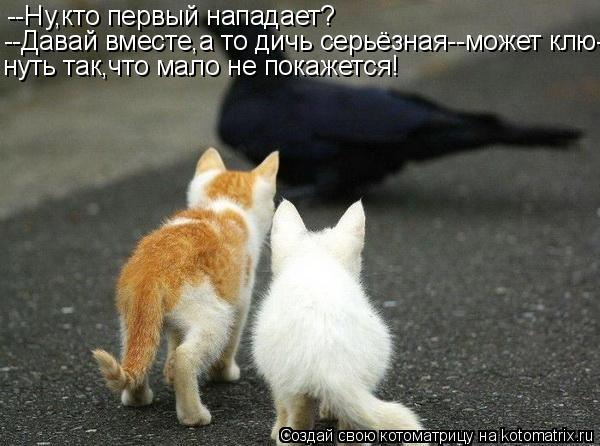 --Ну,кто первый нападает? --Давай вместе,а то дичь серьёзная--может клю- нуть так,что мало не покажет... Котоматрица: --Ну,кто первый нападает? --Давай вместе,а то дичь серьёзная--может клю- нуть так,что мало не покажется!