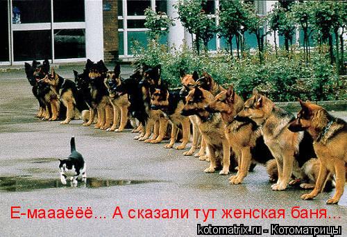 Е-маааёёё... А сказали тут женская баня...... Котоматрица: Е-маааёёё... А сказали тут женская баня...