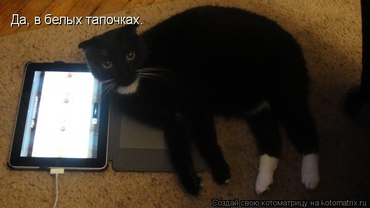 Да, в белых тапочках.... Котоматрица: Да, в белых тапочках.