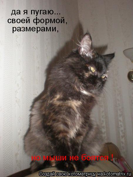 да я пугаю, своей формой, размерами, да я пугаю... своей формой, размерами, но мыши не боятся !... Котоматрица: да я пугаю, своей формой, размерами, да я пугаю... своей формой, размерами, но мыши не боятся !