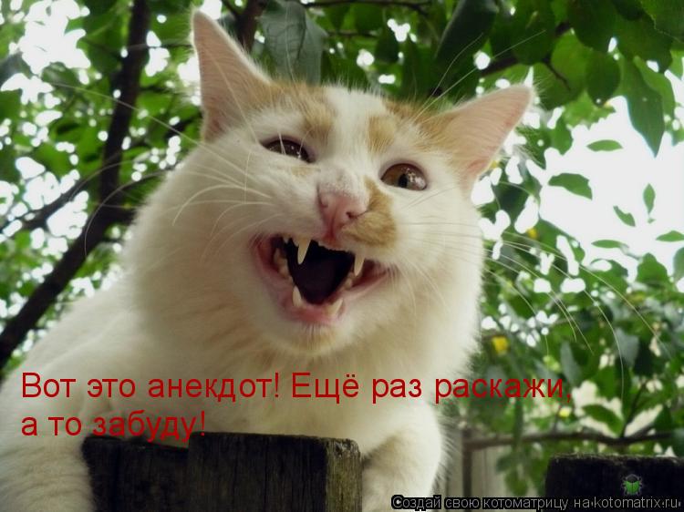 Вот это анекдот! Ещё раз раскажи, а то забуду!... Котоматрица: Вот это анекдот! Ещё раз раскажи, а то забуду!