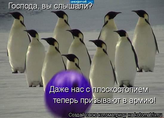 Господа, вы слышали? Даже нас с плоскостопием теперь призывают в армию!... Котоматрица: Господа, вы слышали? Даже нас с плоскостопием теперь призывают в армию!