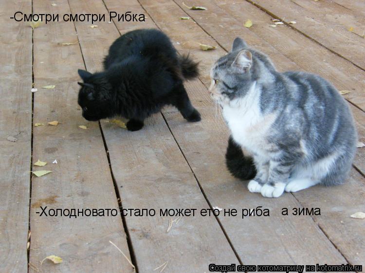 -Смотри смотри Рибка Холодновато стало может ето не риба -Холодновато стало может ето не риба а зи... Котоматрица: -Смотри смотри Рибка Холодновато стало может ето не риба -Холодновато стало может ето не риба а зима