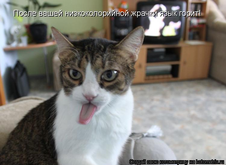 После вашей низкоколорийной жрачки язык горит!... Котоматрица: После вашей низкоколорийной жрачки язык горит!