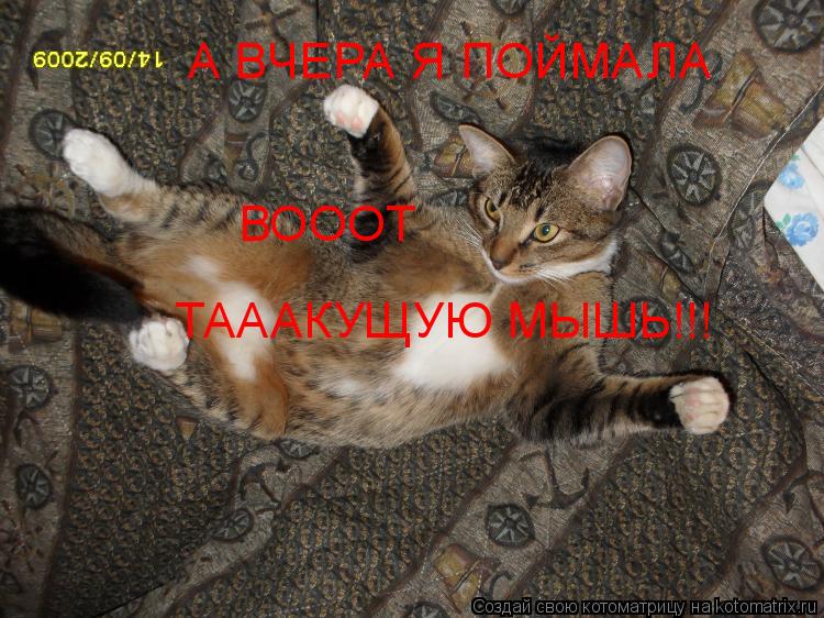 ТАААКУЩУЮ МЫШЬ!!! ВОООТ А ВЧЕРА Я ПОЙМАЛА... Котоматрица: ТАААКУЩУЮ МЫШЬ!!! ВОООТ А ВЧЕРА Я ПОЙМАЛА