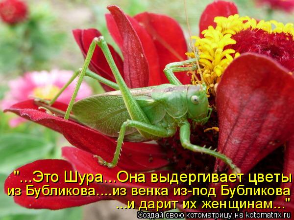 "...Это Шура...Она выдергивает цветы из Бубликова....из венка из-под Бубликова ...и дарит их женщинам... Котоматрица: "...Это Шура...Она выдергивает цветы из Бубликова....из венка из-под Бубликова ...и дарит их женщинам..."