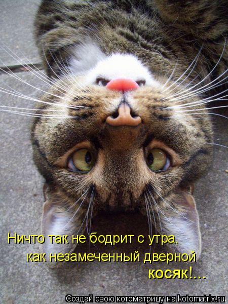 Ничто так не бодрит с утра, как незамеченный дверной косяк!...... Котоматрица: Ничто так не бодрит с утра, как незамеченный дверной косяк!...