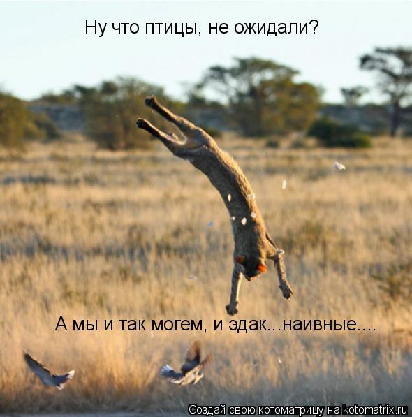 Ну что птицы, не ожидали? А мы и так могем, и эдак...наивные....... Котоматрица: Ну что птицы, не ожидали? А мы и так могем, и эдак...наивные....