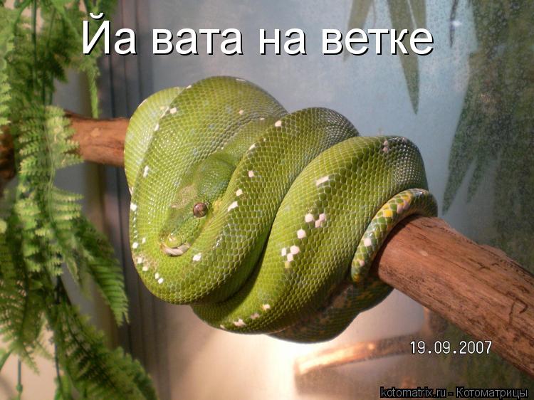 Йа вата на ветке... Котоматрица: Йа вата на ветке