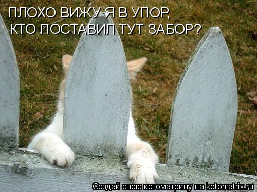 ПЛОХО ВИЖУ Я В УПОР, КТО ПОСТАВИЛ ТУТ ЗАБОР?... Котоматрица: ПЛОХО ВИЖУ Я В УПОР, КТО ПОСТАВИЛ ТУТ ЗАБОР?