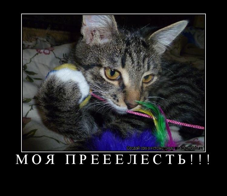 ... Котоматрица: