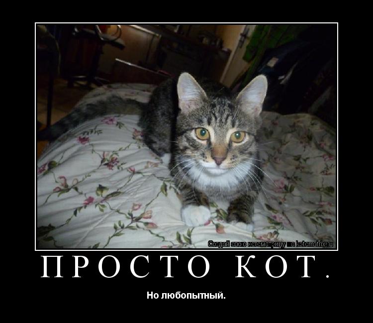 Просто кот. Но любопытный.... Котоматрица: Просто кот. Но любопытный.