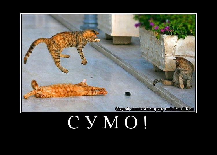 СУМО! ... Котоматрица: СУМО!