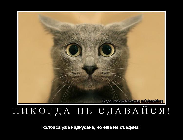 Никогда не сдавайся! колбаса уже надкусана, но еще не съедена!... Котоматрица: Никогда не сдавайся! колбаса уже надкусана, но еще не съедена!