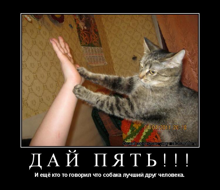 Дай пять!!! И ещё кто то говорил что собака лучший друг человека.... Котоматрица: Дай пять!!! И ещё кто то говорил что собака лучший друг человека.