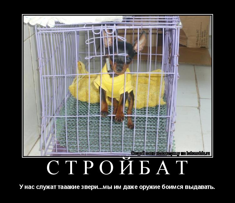 СТРОЙБАТ У нас служат тааакие звери...мы им даже оружие боимся выдавать.... Котоматрица: СТРОЙБАТ У нас служат тааакие звери...мы им даже оружие боимся выдавать.