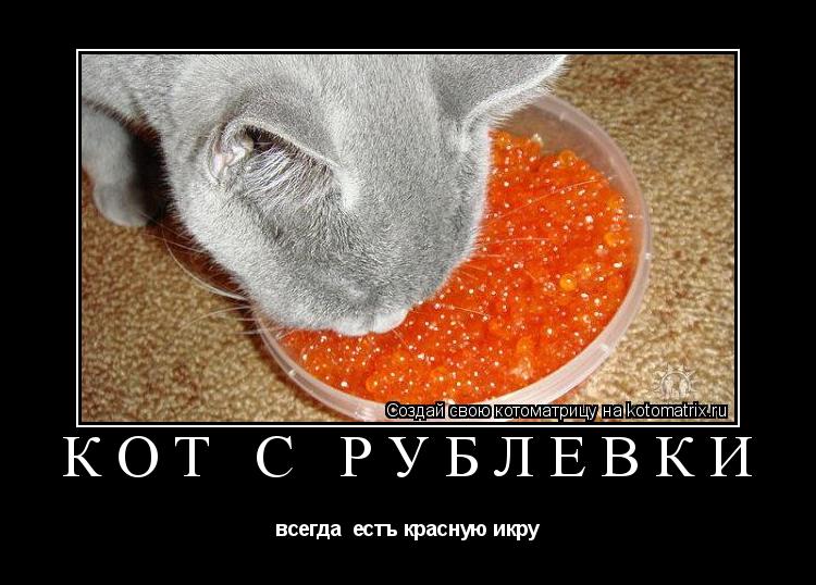 Кот с Рублёвки всегда естъ красную икру... Котоматрица: Кот с Рублёвки всегда естъ красную икру
