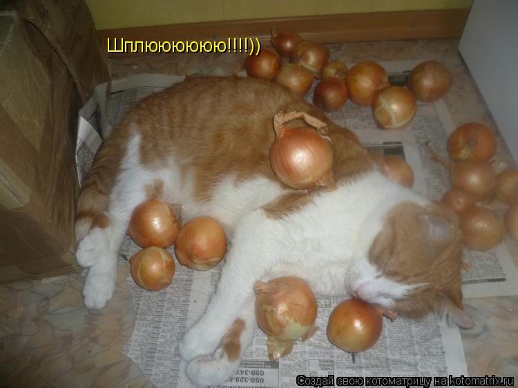 Шплюююююю!!!!))... Котоматрица: Шплюююююю!!!!))