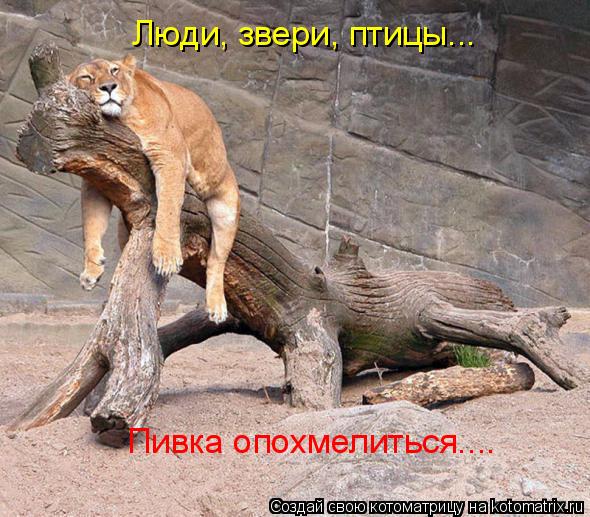 Люди, звери, птицы... Пивка опохмелиться....... Котоматрица: Люди, звери, птицы... Пивка опохмелиться....