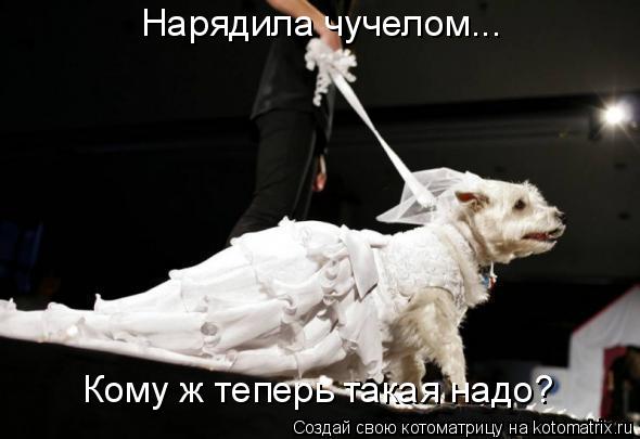 Нарядила чучелом... Кому ж теперь такая надо?... Котоматрица: Нарядила чучелом... Кому ж теперь такая надо?