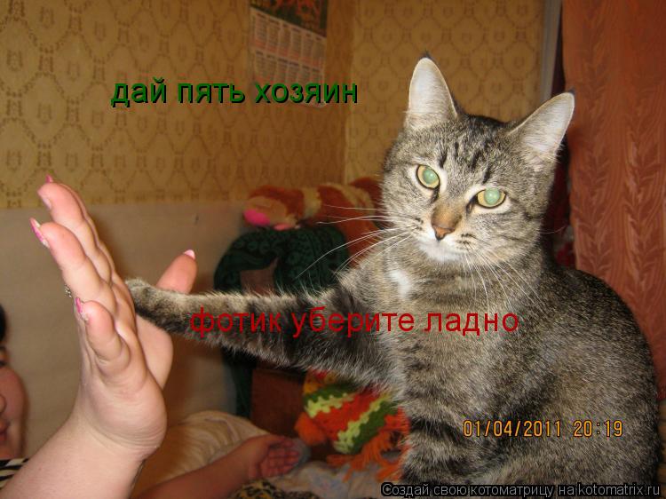 дай пять хозяин фотик уберите ладно... Котоматрица: дай пять хозяин фотик уберите ладно