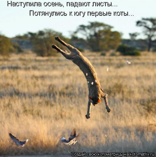 Наступила осень, падают листы... Потянулись к югу первые коты...... Котоматрица: Наступила осень, падают листы... Потянулись к югу первые коты...