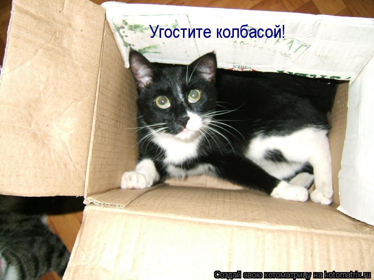 Угостите колбасой!... Котоматрица: Угостите колбасой!