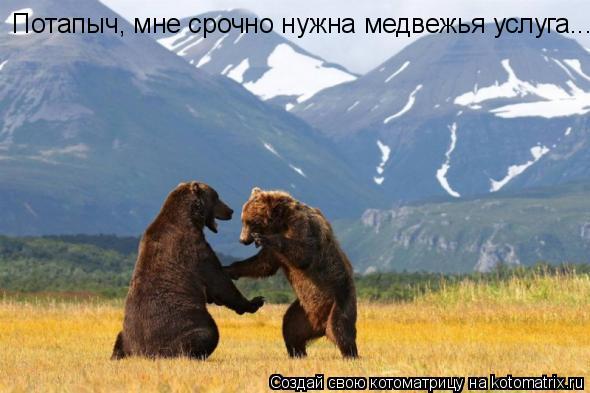 Потапыч, мне срочно нужна медвежья услуга...... Котоматрица: Потапыч, мне срочно нужна медвежья услуга...