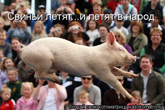 Свиньи летят...и летят в народ... Котоматрица: Свиньи летят...и летят в народ