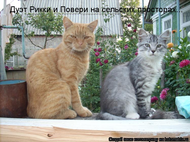 Дуэт Рикки и Повери на сельских просторах...... Котоматрица: Дуэт Рикки и Повери на сельских просторах...