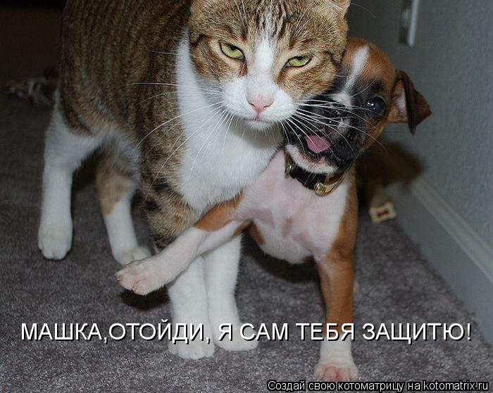 МАШКА,ОТОЙДИ, Я САМ ТЕБЯ ЗАЩИТЮ!... Котоматрица: МАШКА,ОТОЙДИ, Я САМ ТЕБЯ ЗАЩИТЮ!
