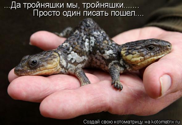 ...Да тройняшки мы, тройняшки....... Просто один писать пошел....... Котоматрица: ...Да тройняшки мы, тройняшки....... Просто один писать пошел....