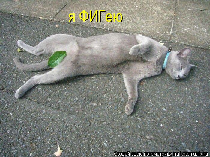 я ФИГею... Котоматрица: я ФИГею