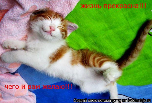 жизнь прекрасна!!! чего и вам желаю!!!... Котоматрица: жизнь прекрасна!!! чего и вам желаю!!!