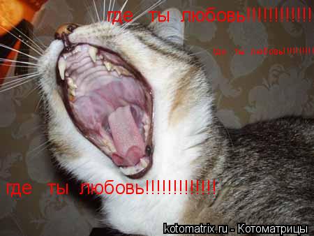 где ты любовь!!!!!!!!!!!!! где ты любовь!!!!!!!!!!!!! где ты любовь!!!!!!!!!!!!!... Котоматрица: где ты любовь!!!!!!!!!!!!! где ты любовь!!!!!!!!!!!!! где ты любовь!!!!!!!!!!!!!