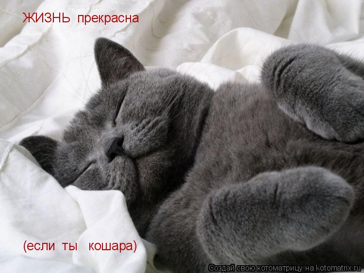 ЖИЗНЬ прекрасна (если ты кошара)... Котоматрица: ЖИЗНЬ прекрасна (если ты кошара)