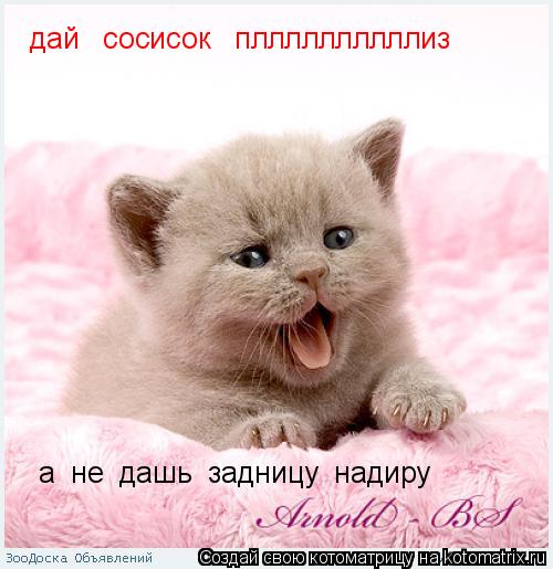дай сосисок пллллллллллиз а не дашь задницу надиру... Котоматрица: дай сосисок пллллллллллиз а не дашь задницу надиру