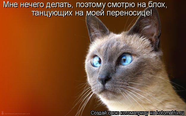 Мне нечего делать, поэтому смотрю на блох, танцующих на моей переносице!... Котоматрица: Мне нечего делать, поэтому смотрю на блох, танцующих на моей переносице!