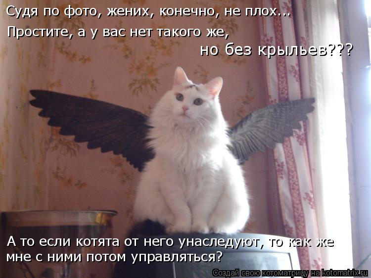 А то если котята от него унаследуют, то как же мне с ними потом управляться? но без крыльев??? Прости... Котоматрица: А то если котята от него унаследуют, то как же мне с ними потом управляться? но без крыльев??? Простите, а у вас нет такого же, Судя по фото, жен