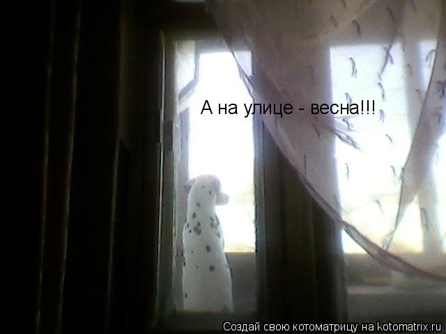 А на улице - весна!!!... Котоматрица: А на улице - весна!!!