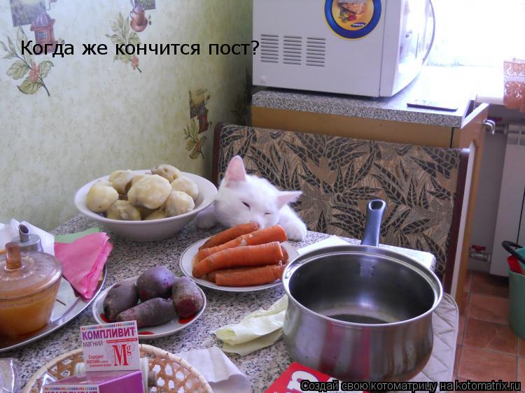 Когда же кончится пост?... Котоматрица: Когда же кончится пост?