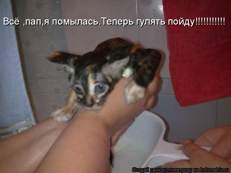Всё ,пап,я помылась.Теперь гулять пойду!!!!!!!!!!!... Котоматрица: Всё ,пап,я помылась.Теперь гулять пойду!!!!!!!!!!!